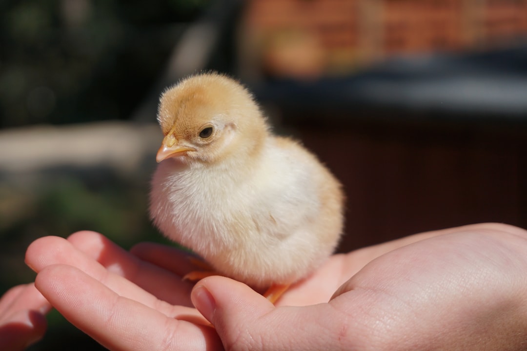 Photo Chicken, Eggs